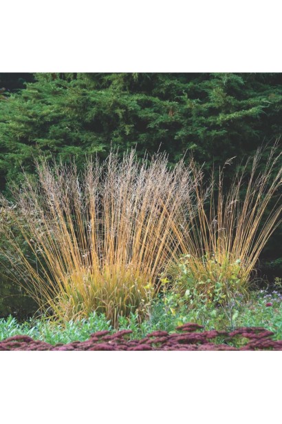 Molinia arundinacea Fontane 